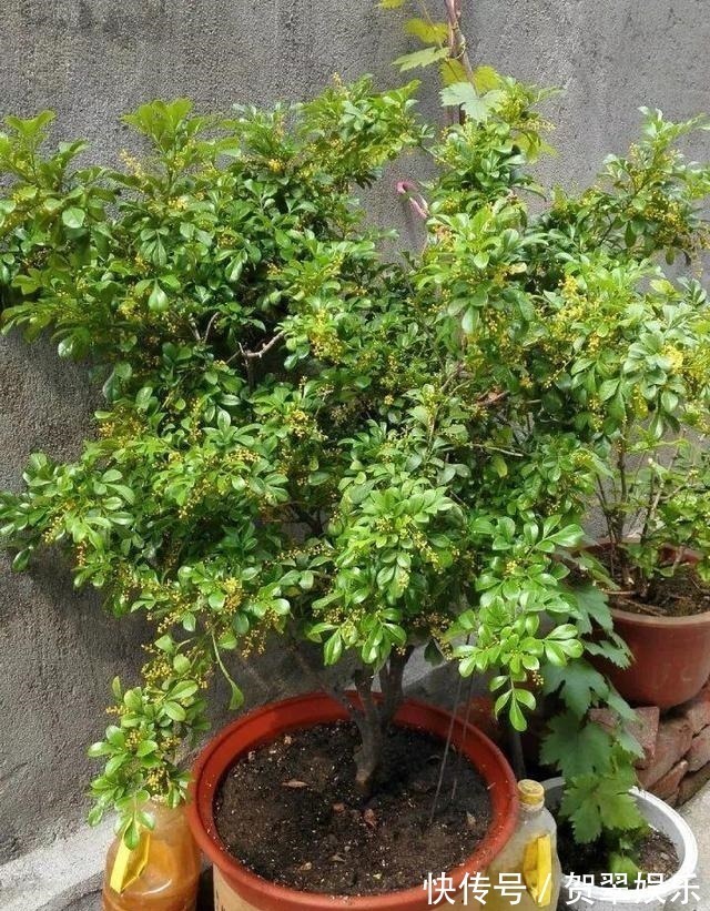 养护|李大爷养“米兰”,浇灌这种水,花苞多、花味香,养10年还在开