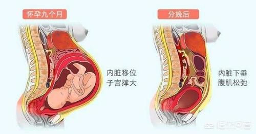 发生|怀孕以后准妈妈的内脏发生什么移位？产后如何让五脏六腑归位恢复孕前状态？