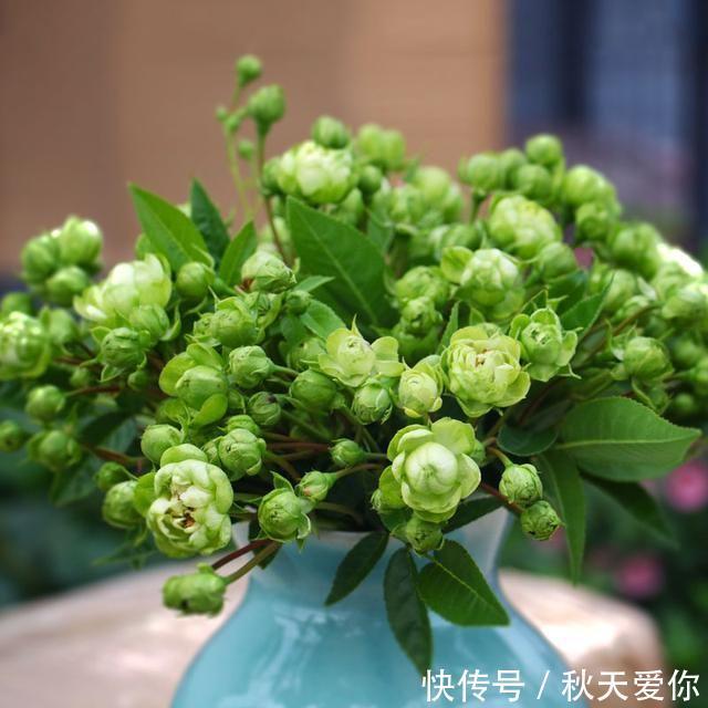 最不像月季的月季,花色翠绿,花开爆盆,插土就能活,阳台党必备