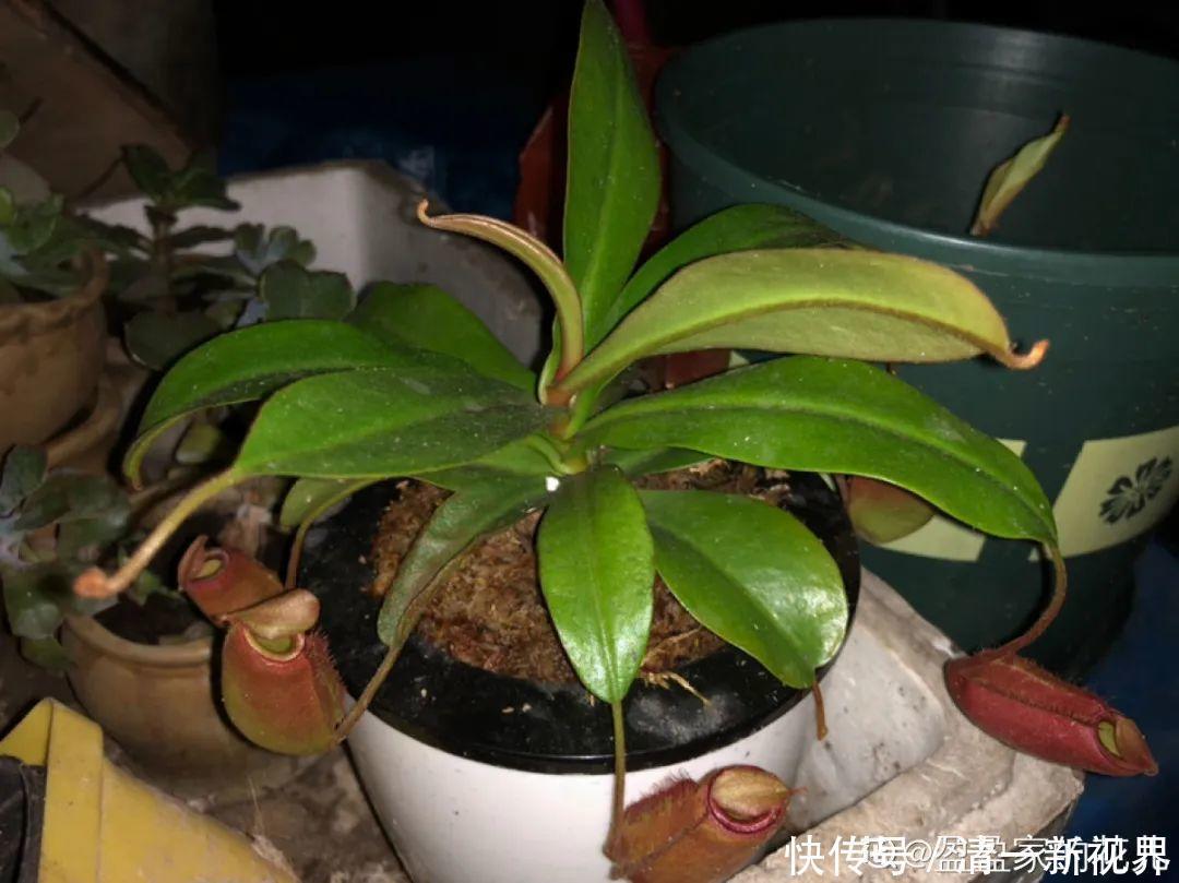 7种花插土里，立马长满院子，蚊虫不敢靠近！