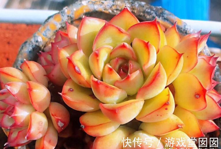 分不清多肉荷花和猎户座?那就全买,反正它们都带红边,也都好养