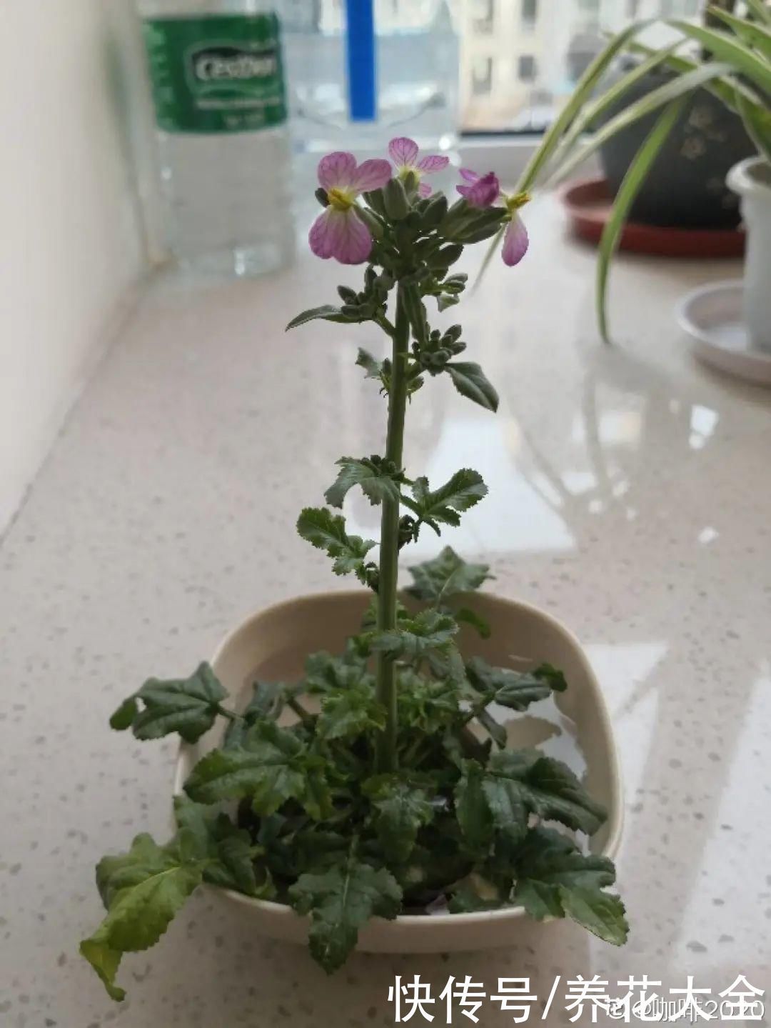 人参萝卜开花了，我种的花，都是这么奇奇怪怪