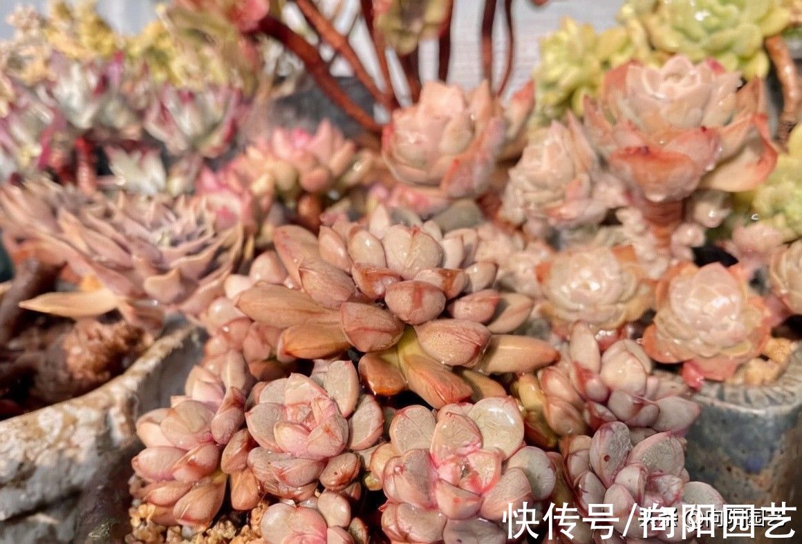 多肉不发根,跟土没有关系,提高温度,增加湿度,很快就会发根