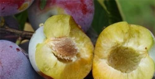 膳食纤维|好食物吃出好身体,3种食物坚持吃一些,排毒养颜,有益健康!