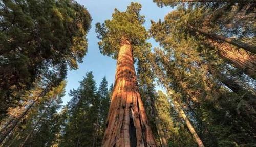 中国最奇特的热带雨林,拥有著名的“擎天树”,最高可达88米!