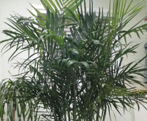 空气|养花就养这几款,不仅旺财运,还能吸甲醛净化空气,幸福满满