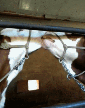 |搞笑GIF:这步子还能迈的再小一点吗?