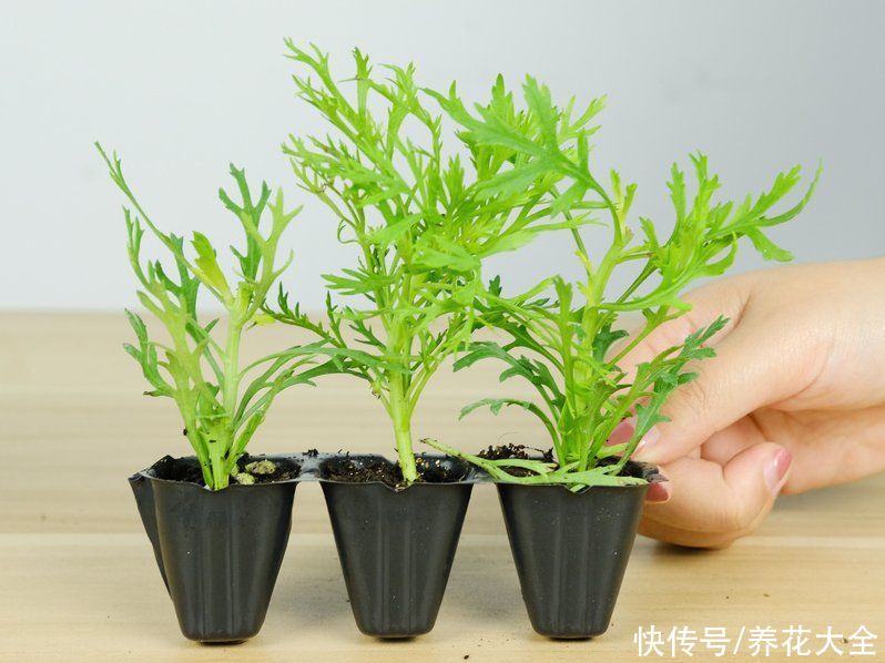 天竺葵|7种花养老桩不好，多扦插、养嫩苗，才能年年开花