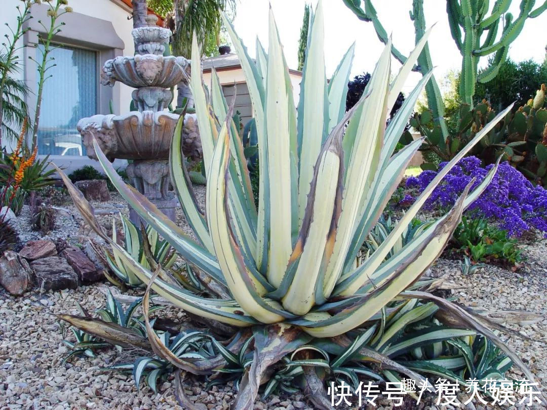 龙舌兰用根茎底部的侧芽扦插繁殖，比繁殖芦荟还简单