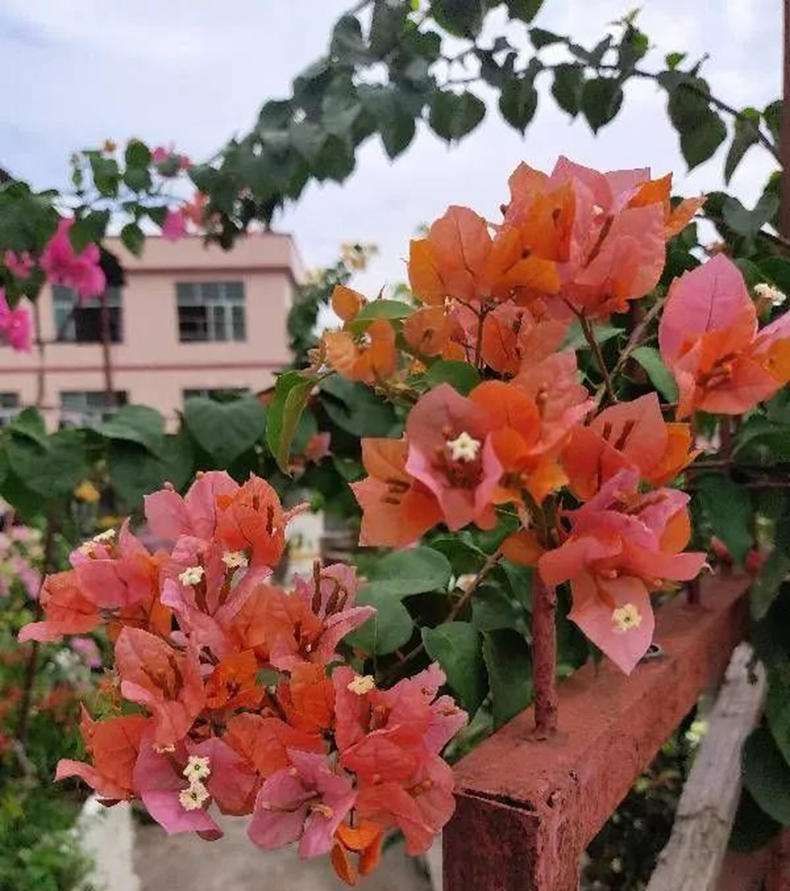 三角梅总是“皱巴巴”?根系受损是关键!手把手教你正确的方法!