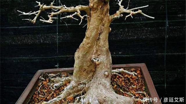 花盆|盆景盆树出现了老化,要及时处理避免树桩死亡,方法一分钟看完