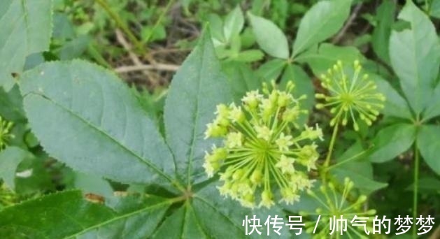 这东西，价值不输人参，昔日千金不换，如今沦为杂草，可惜了