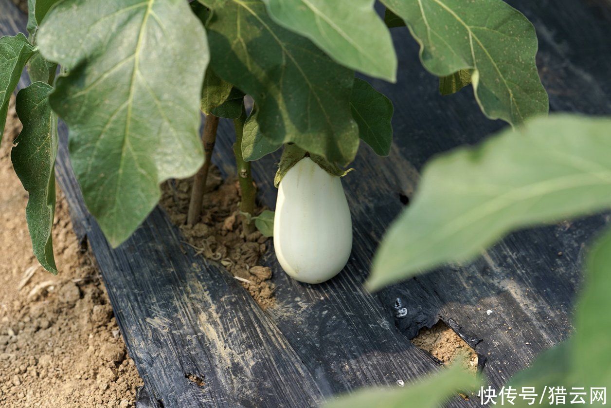 网红 白茄子 背后 盒马打造差异化生鲜补给线 全网搜