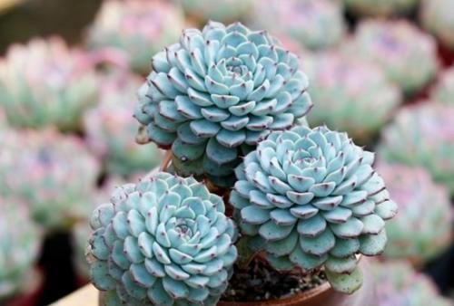 蓝姬莲是姬莲系多肉中的大块头,不但茎秆粗壮,而且特别容易爆盆