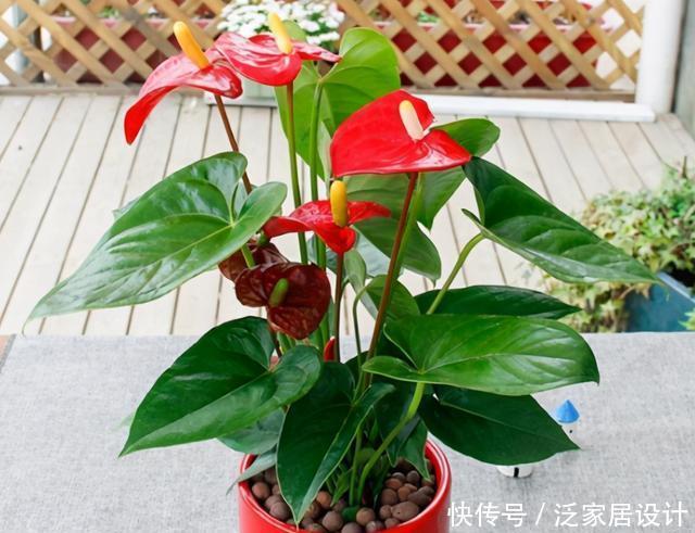 谁说红掌不好养,我第一个不同意,记住养护要点,叶子油绿开满花