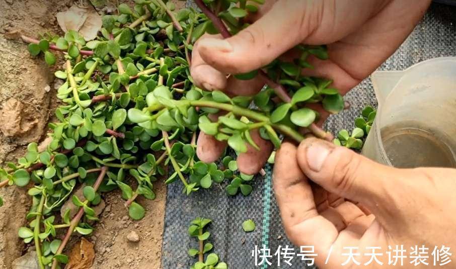 5种“漂亮花”，趁着秋天快扦插，7天就生根，年底就赏花