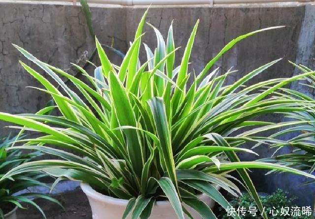 初秋给吊兰“整整型”，做好两件事，变成飘逸“小老桩”！