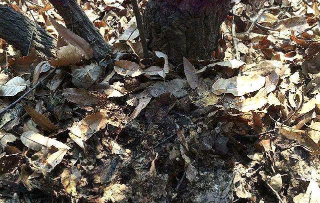 想养好花,“配土”加点“料”,变成万能土,疏松透气,养啥都旺