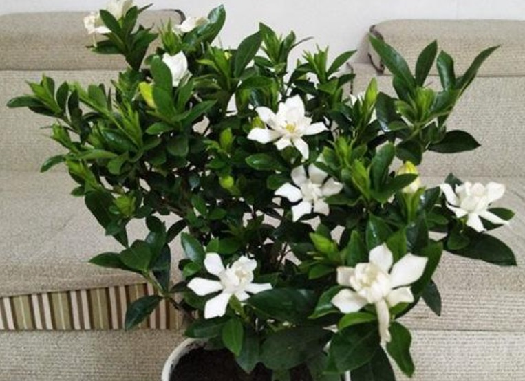 栀子花|养花高手都在养这6种花，四季开花非常美，最后3种“香味”足