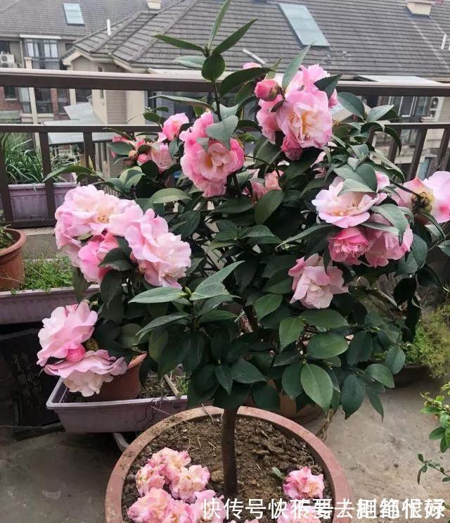 五种“吉祥花”,建议养一盆,不仅寓意好,还利于健康