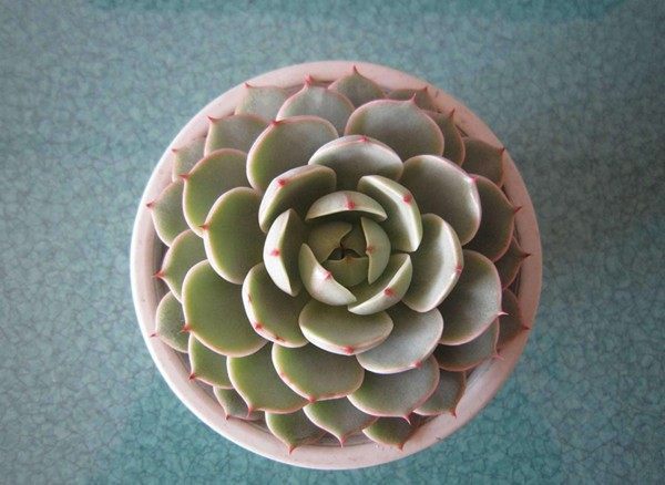 8种适合新手栽培的多肉植物,扔进花盆就能活,价格不贵又漂亮