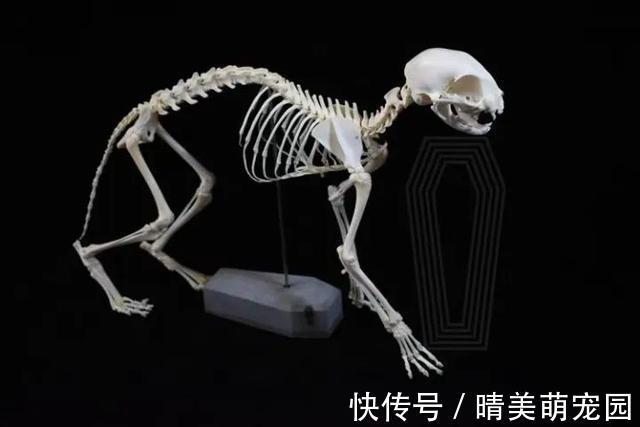 骨骼|我在淘宝卖骨骼标本，解剖了5000多只动物