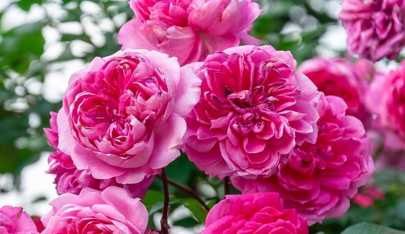 月季冬剪后,及时做3件事,来年长笋开花不会少