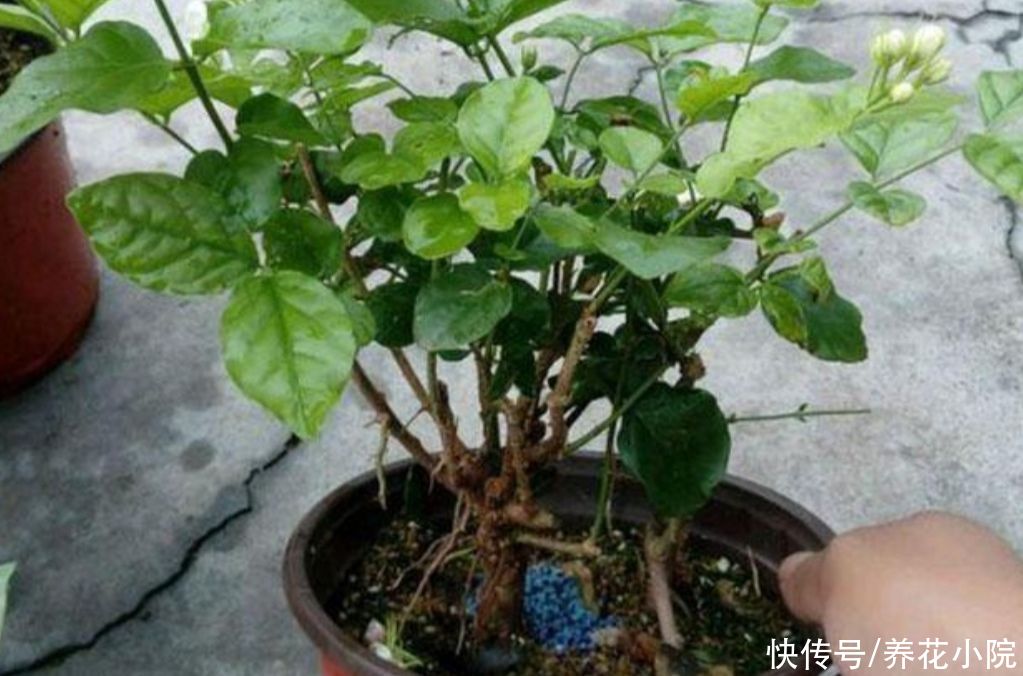 孕蕾|夏天养3种花，记得要勤修剪，否则只长叶子，开花少