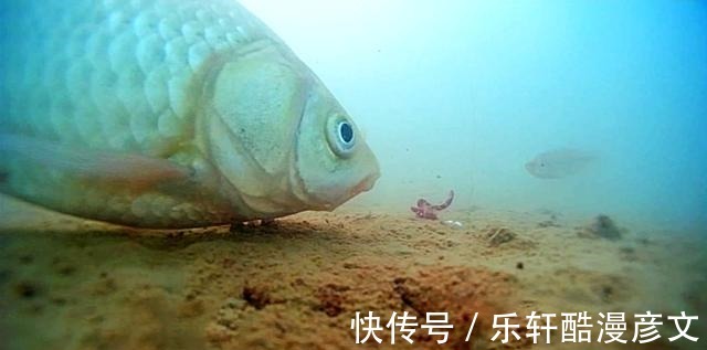冬季鲫鱼为啥要钓钝之所以钓钝有这4个优势，能理解的都是高手