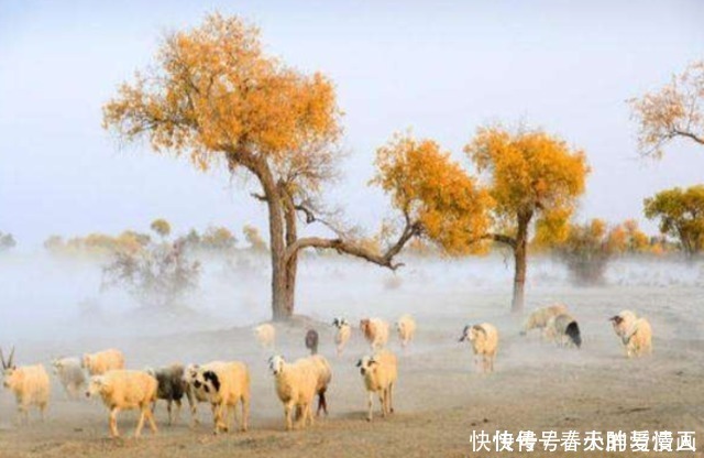 投资|中国在塔克拉玛干沙漠，投资上亿种下胡杨林，现在却成这般模样！