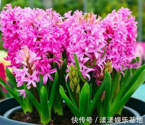 4种花好养易活,旺财又养人,好养漂亮,一开就是300多天