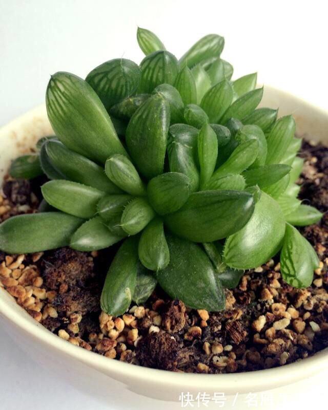 这些不喜欢阳光的多肉，养在办公室最合适了