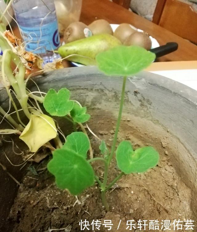 金丝荷叶花。不开花,看叶子也挺好看的