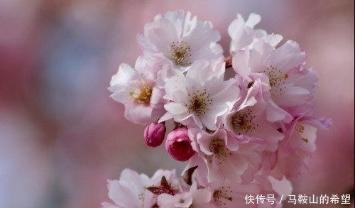 春节将至前,缘分桃花一拥而上,收获真爱万