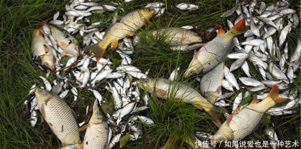 夏季|夏季钓鱼,鲜为人知的四个用饵技巧,饵料对了口,钓大鱼不是难事