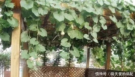 遮阳网|夏天来了不懂此些花卉降温方法,难怪你的花都死了