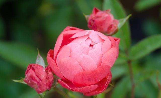 月季和玫瑰傻傻分不清掌握这“6点”后，绝对能分清