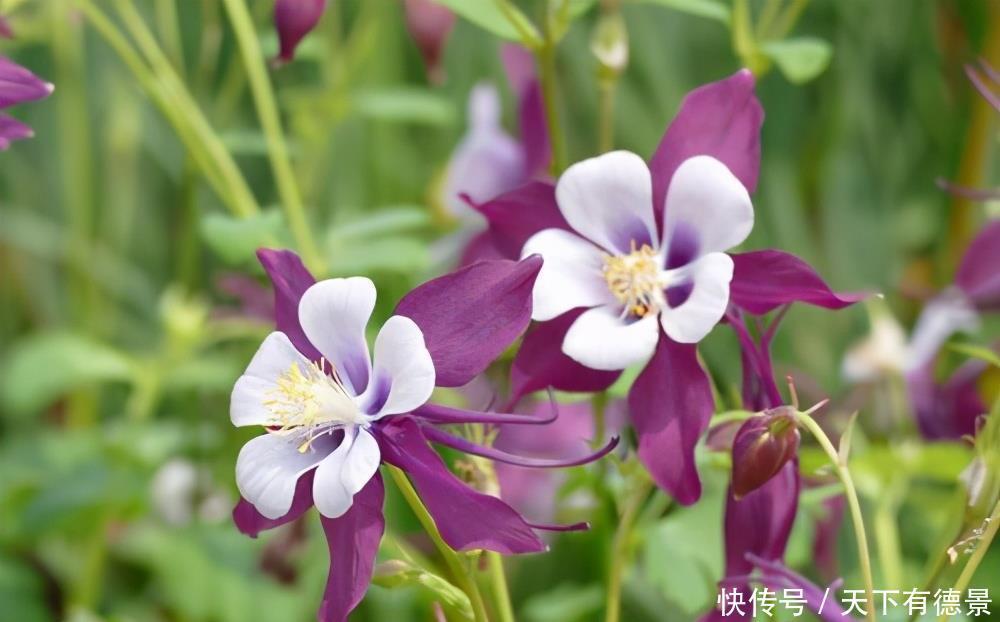 猫爪花养护技巧!做好这3点,花就开得多