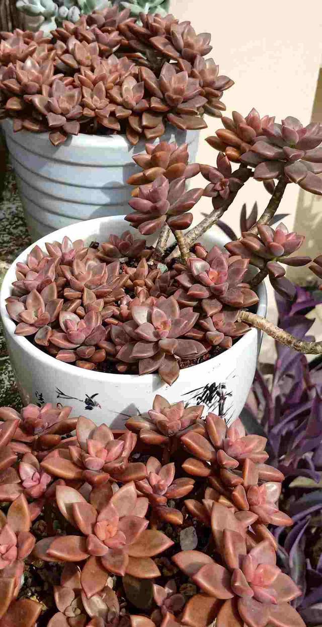 叶子|最好繁殖的三种花,掰一把叶子撒土里,疯狂长根爆芽