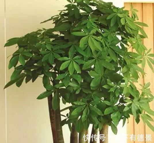 贵气|7种“有钱花”,贵气又大气,招财又旺财,人见人爱