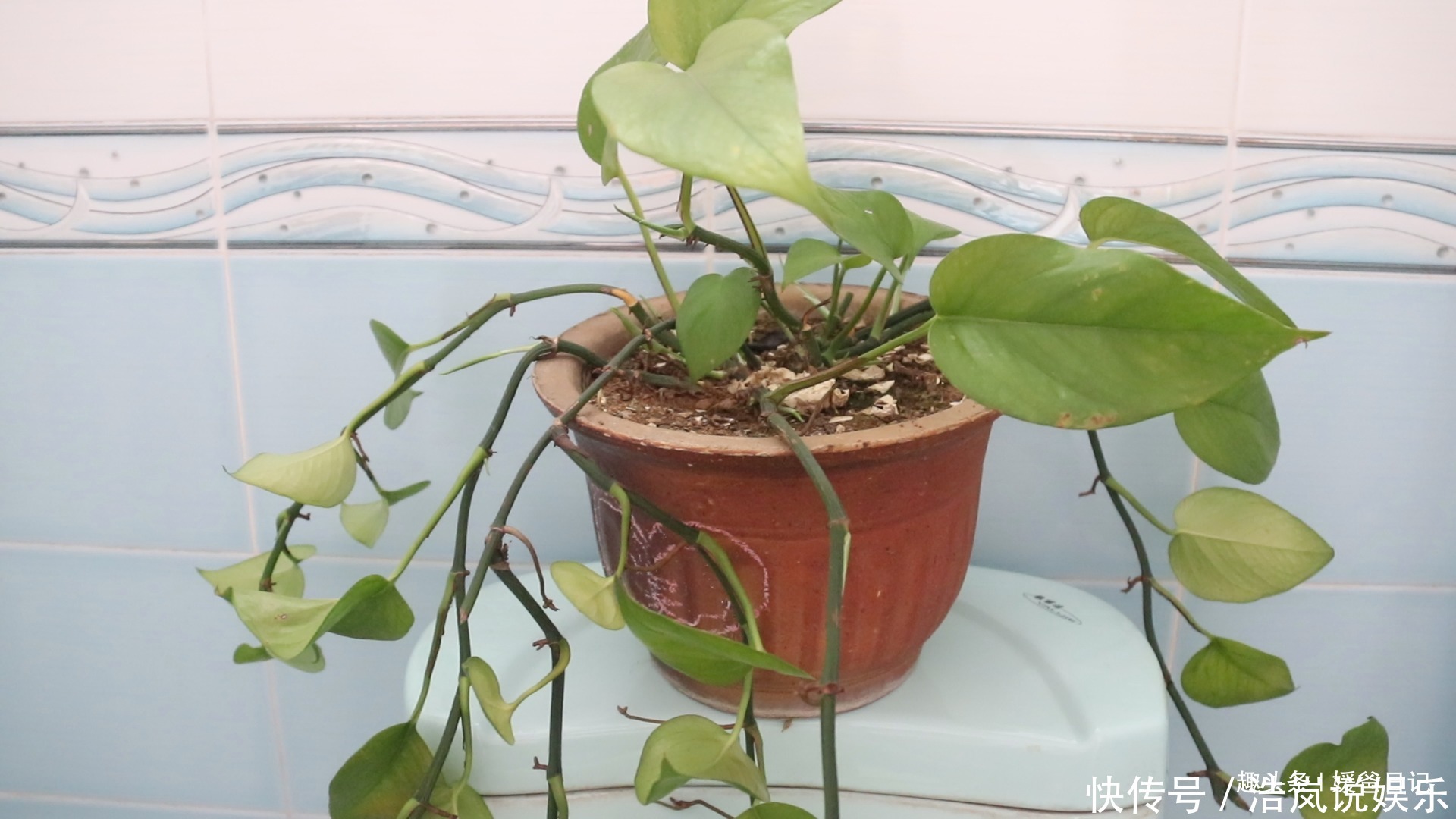 绿萝|你家有绿萝吗我也是刚刚才知道,肯定不是迷信