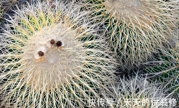 浇水|仙人掌类植物长得太慢，几个能帮助它们快速生长的技巧教给你