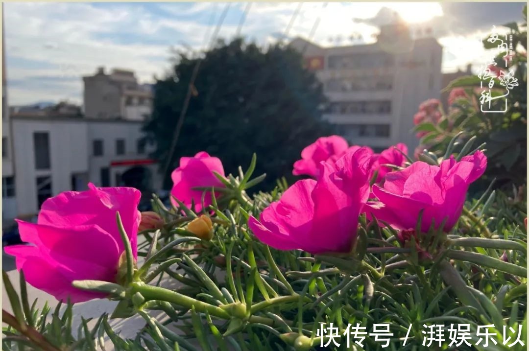 遇见即美,花事未荼蘼!种一桌子多肉,看花开花落!