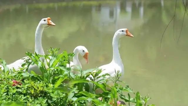  屿北古村，形若莲花绽放千年