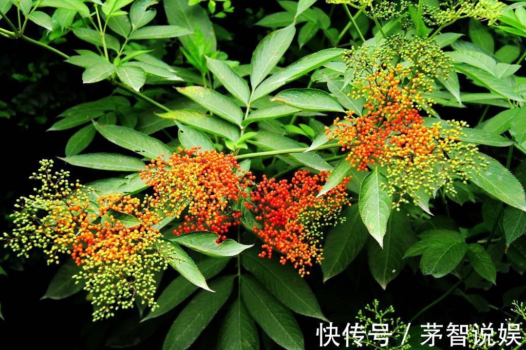 草药|一分钱不花就可治疗颈椎病腰椎病的草药,血满草,接骨草