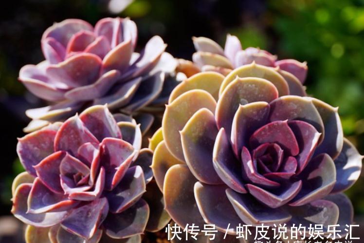 叶心|不应被遗忘的多肉紫珍珠，好养易上色，养成老桩后颜色紫红超好看
