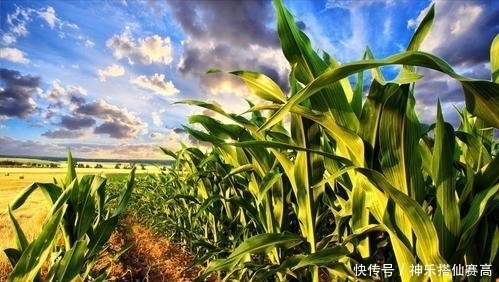 种植|从3%到1/6,赫鲁晓夫疯狂推广玉米种植,却加重了苏联的饥荒