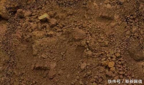 花都|这4种土不能养花,很容易招虫烂根,养啥花都活不久