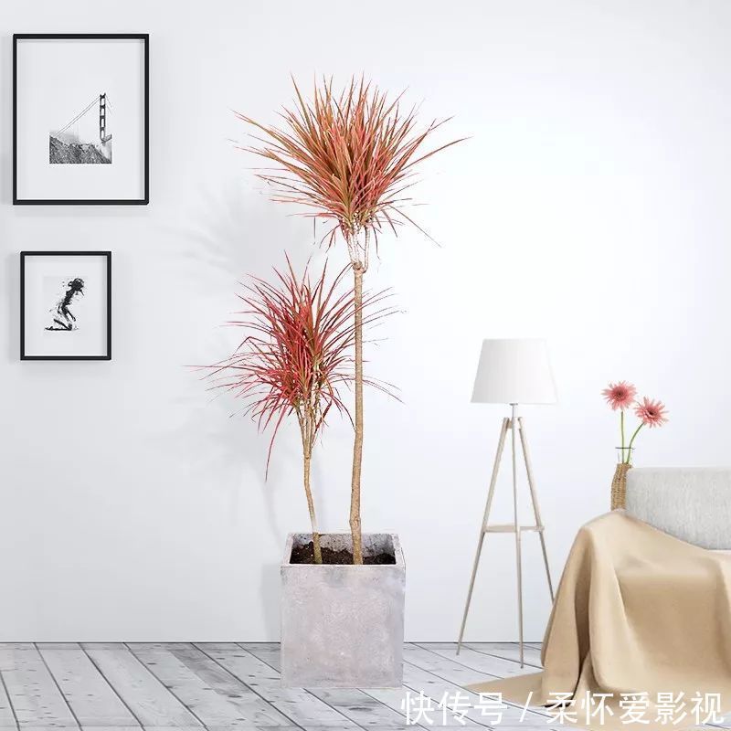 长寿|要想身体健康长寿,家庭必备的几种植物!