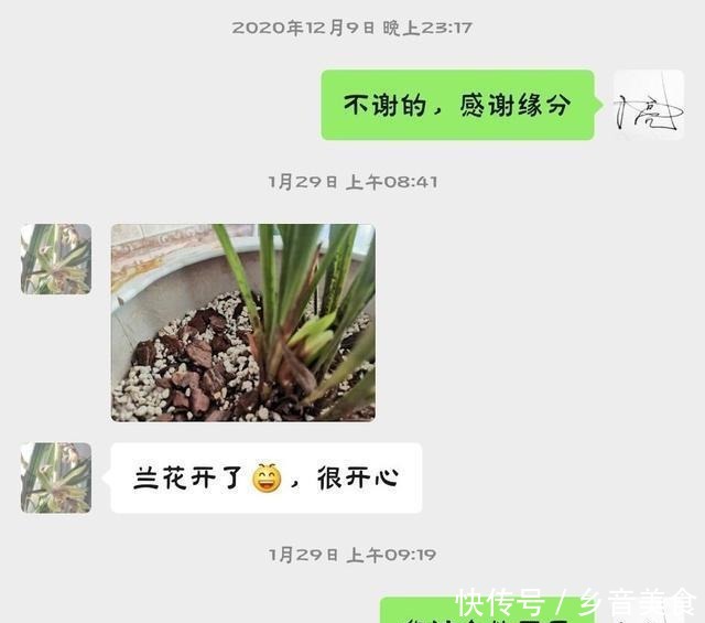 春兰不香教你一招，芳香满庭